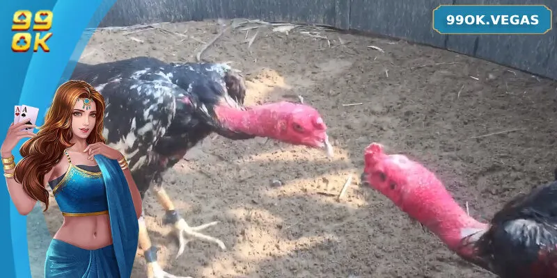 Giới thiệu các loại kèo và các bước đặt cược trong đá gà đòn