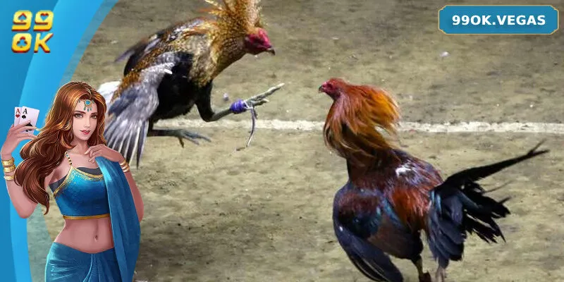 Giới thiệu những loại hình đá gà hấp dẫn tại 99ok