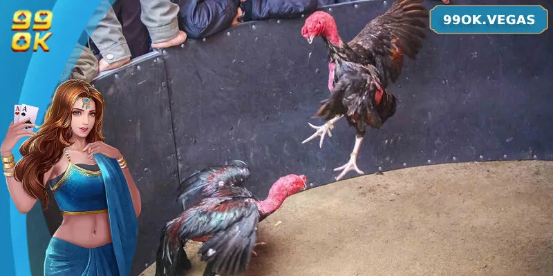 Giới thiệu về quy định và các loại hình đá gà đòn phổ biến