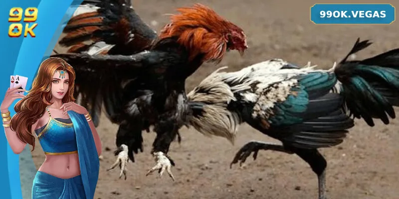 Những giống gà Thomo mạnh mẽ, chất lượng